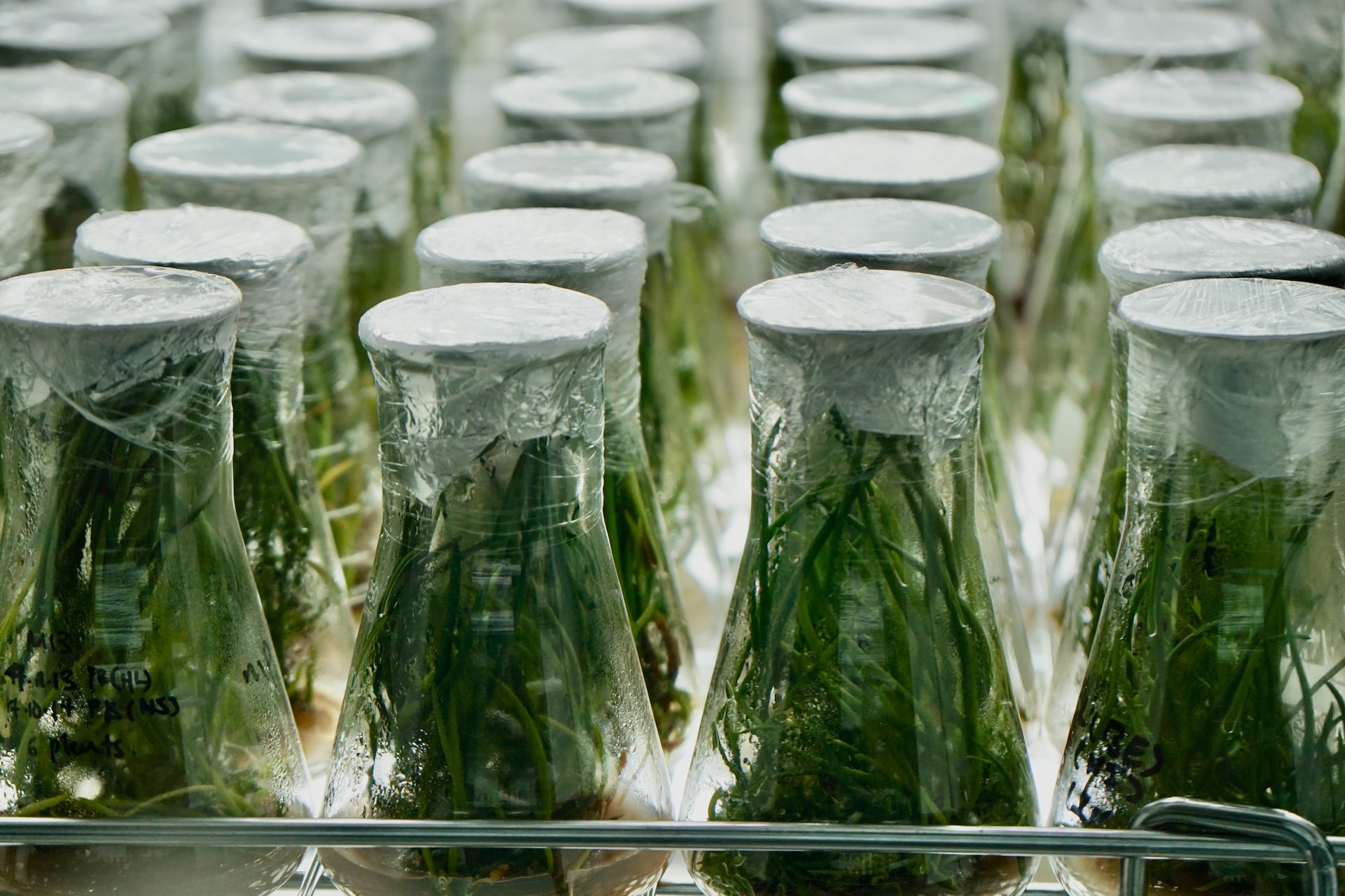Image for Tissue Culture