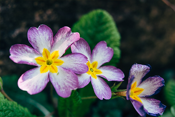Phytomorphology Flower