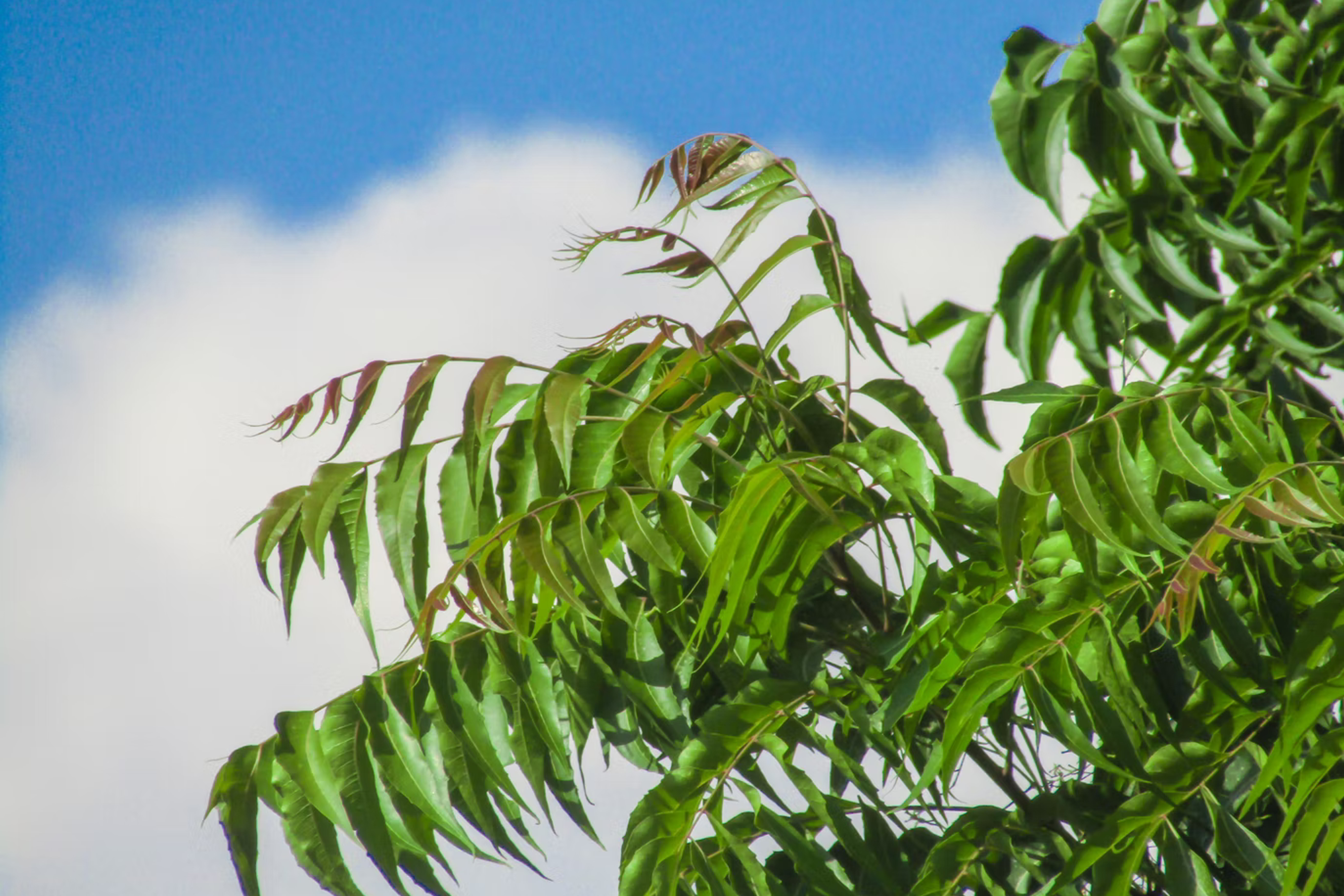 Azadirachta indica L.