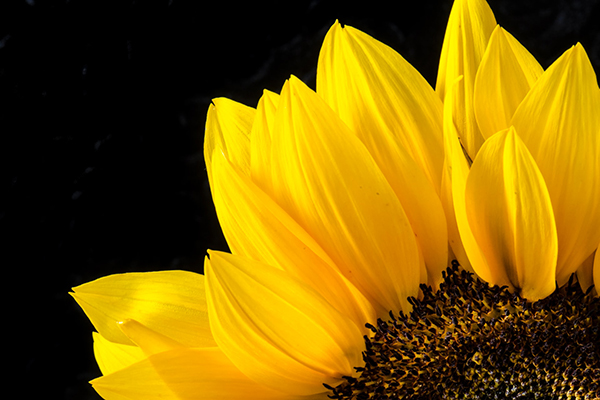 Phytomorphology Fruit