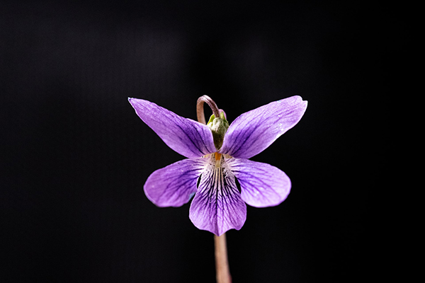 Phytomorphology Stem